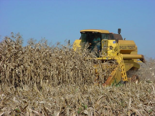 Resultado da colheita de milho surpreende agricultores de MS