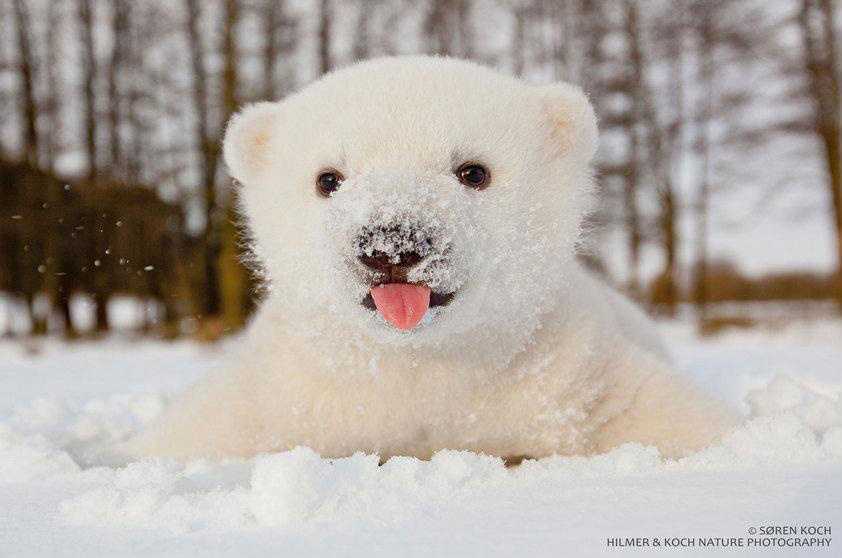 Reality show animal vai revelar cada passo de filhote de urso-polar