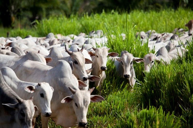 Iagro divulga resultados da campanha da Aftosa