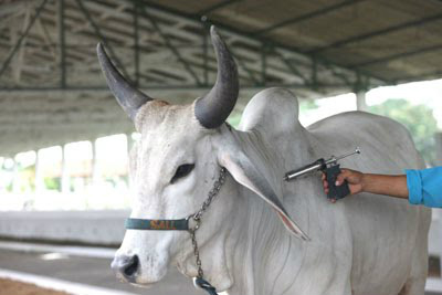 Vigilância agropecuária protege as fronteiras do país contra a febre aftosa Vigilância agropecuária protege as fronteiras do país contra a febre aftosa