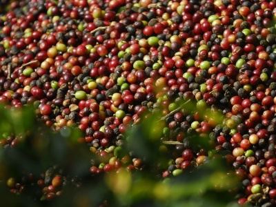 Safra de café do Brasil 14/15 ficará abaixo da expectativa, diz Volcafe