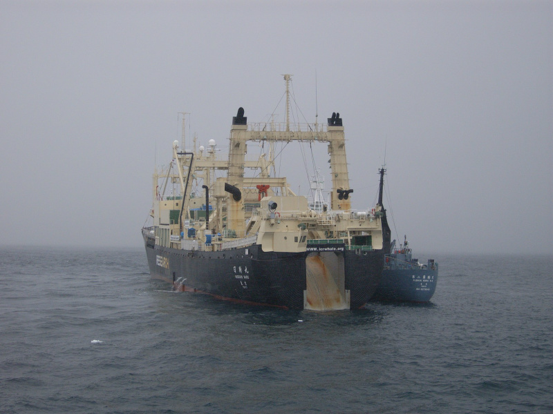 A ONG ambientalista Sea Shepherd informou que conseguiu expulsar o navio-fábrica japonês Nisshin Maru da área protegida pelo Tratado Antártico