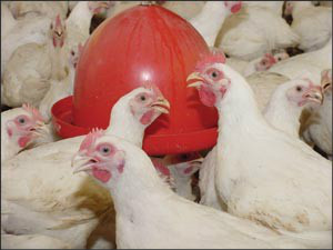 Alimentação de frangos de corte é influenciada pela alta na temperatura A umidade relativa do ar e a temperatura alta são um dos problemas enfrentados pelas aves