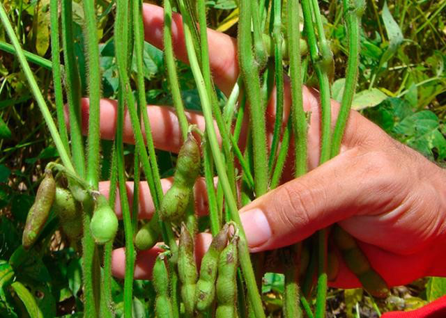 Pesquisadores pedem agilidade no combate às novas pragas da soja, milho e arroz