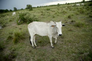 Até agora, o pasto ainda está sendo suficiente para o gado