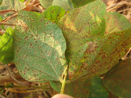 O Consórcio Antiferrugem da Embrapa notificou dois novos focos de ferrugem asiática em plantações de soja de Chapadão do Céu, em Goiás, e Chapadão do Sul, em Mato Grosso do Sul