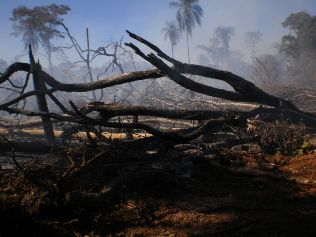 Quatro assentados são atuados por explorar madeira ilegalmente e incêndio