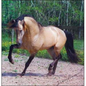 Doma racional evita risco de acidentes no campo