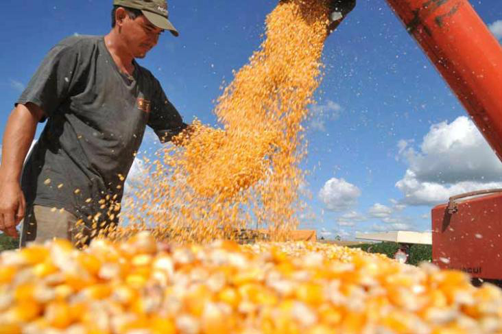 Segunda safra de milho deixa produtores satisfeitos no MS