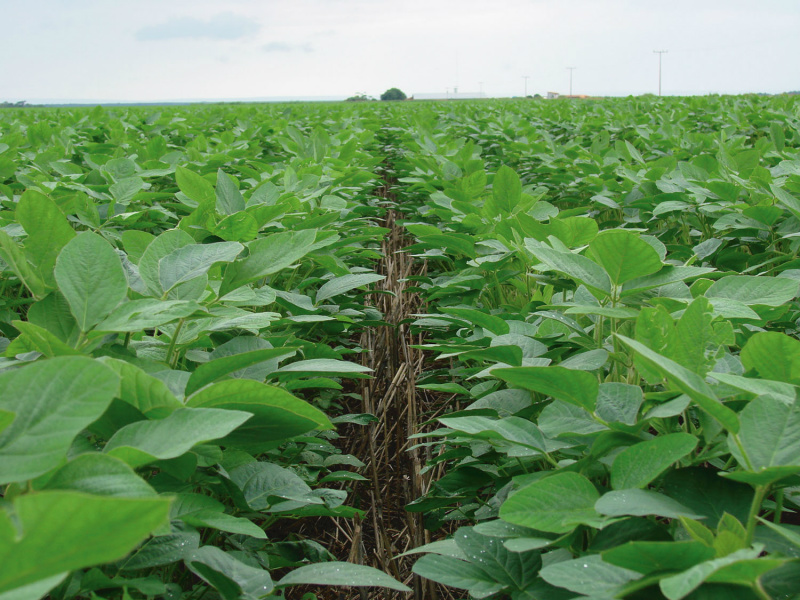 De olho na próxima safra