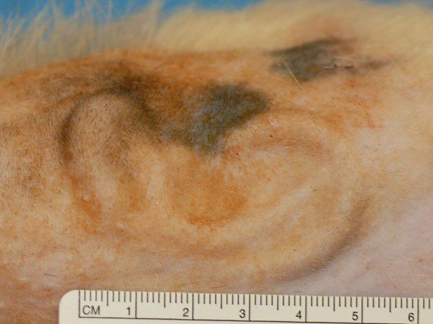 Orelha foi recriada em laboratório a partir de tecido animal