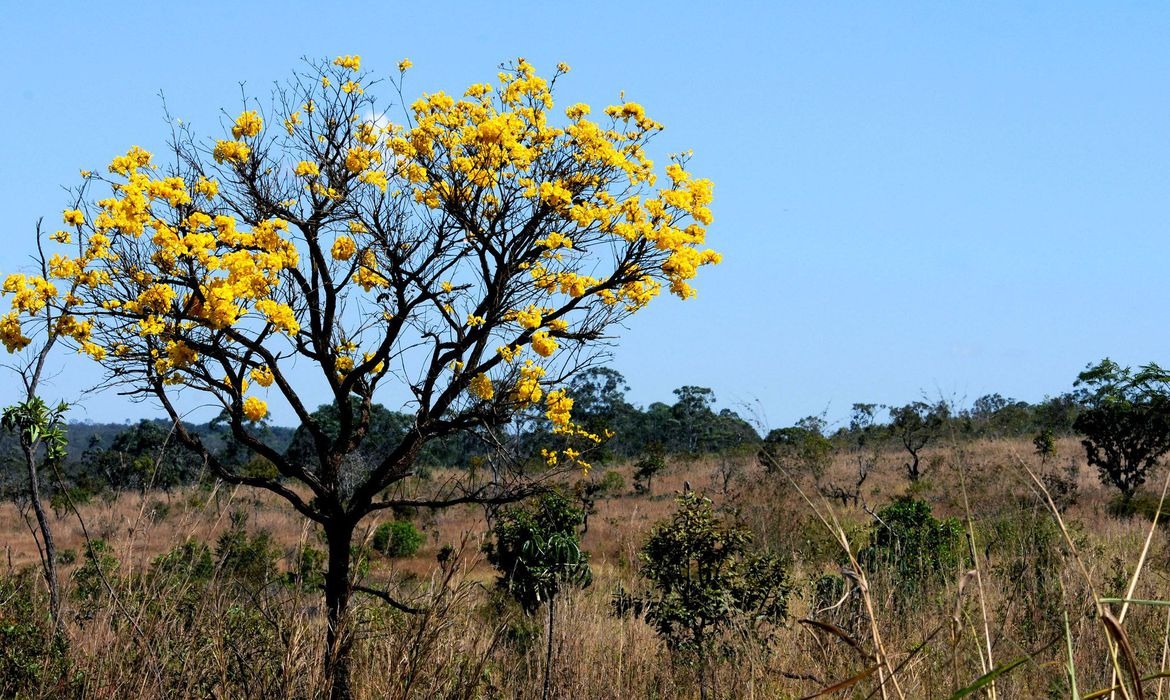 De 2000 a 2018, Brasil perdeu 7,6% de suas florestas diz IBGE Toninho Tavares/Agência Brasília
