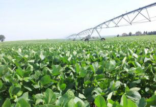 Queda das cotações de soja na bolsa de Chicago interfere nos preços no Brasil Cotação do dólar reduz o impacto no Brasil Foto: Pedro Silvestre