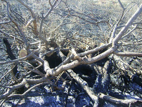 PMA autua fazendeiro em R$ 38 mil desmatamento ilegal e incêndio