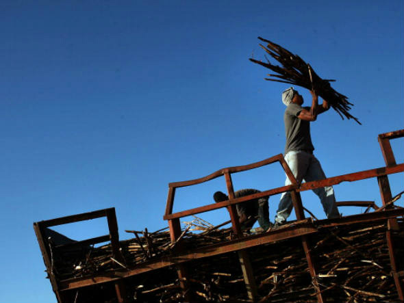 Geadas danificam 18% da cana remanescente do centro-sul Geadas danificam 18% da cana remanescente do centro-sul