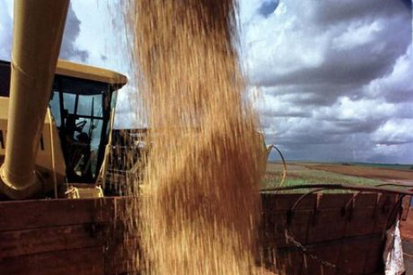 Agricultores de Dourados têm perdas de 32% na safra de soja