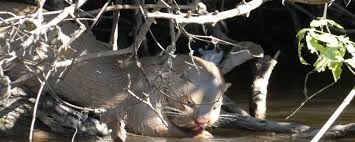 Lontra albina é flagrada por turistas no MS Lontra albina é flagrada por turistas no MS