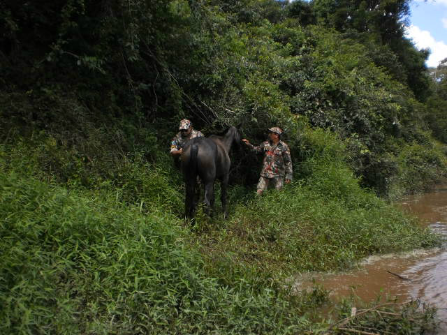 PMA resgata cavalo ilhado por cheia do rio Apa