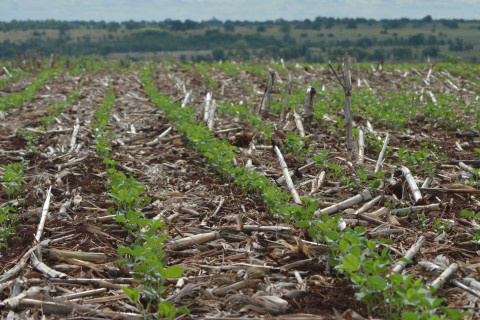 Volta das chuvas beneficia plantio da safra de verão Foto: Ascom Famasul