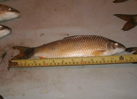 PMA prende pescador por capturar peixe fora da medida