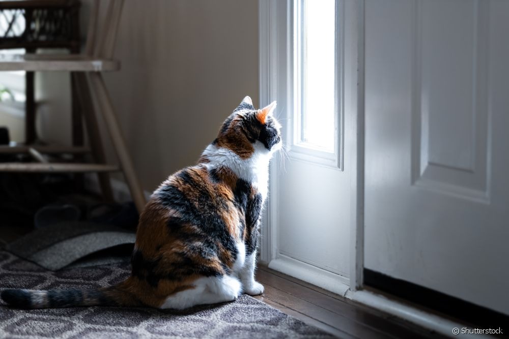 Idade do pet é um fator importante para determinar quantos dias um gato pode ficar sozinho