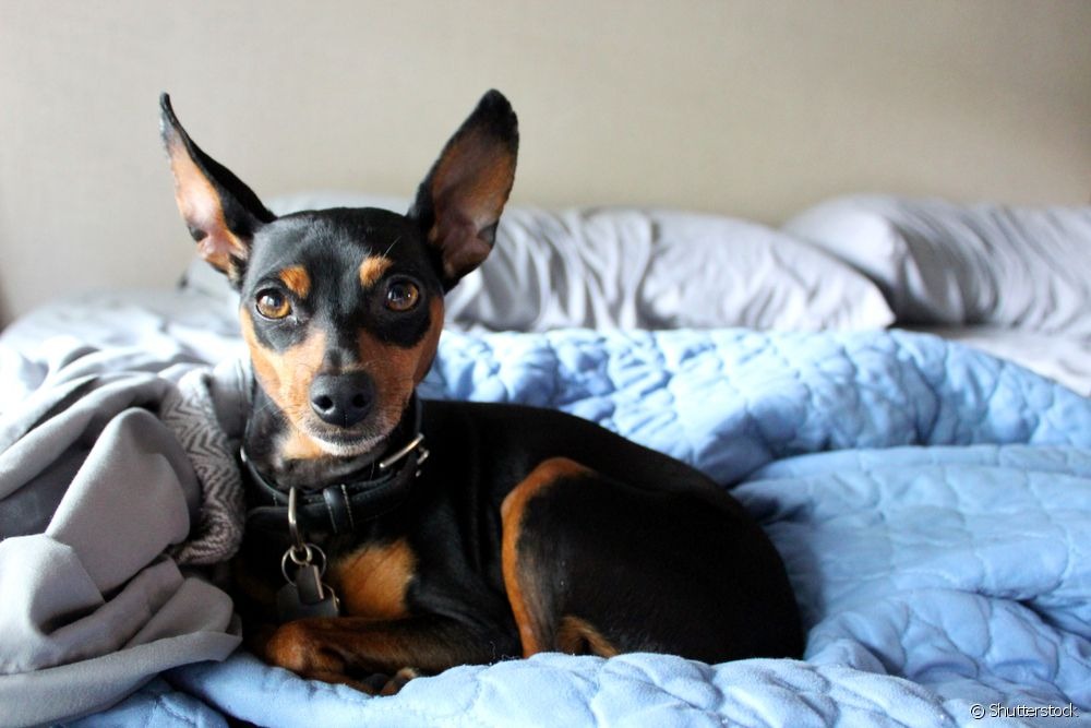Pinscher 1, 2 ou miniatura: entenda os tamanhos desse cachorro de raça pequena Pequeno, valente e muito amoroso: saiba reconhecer os tamanhos de pinscher e escolha o tipo certo para você