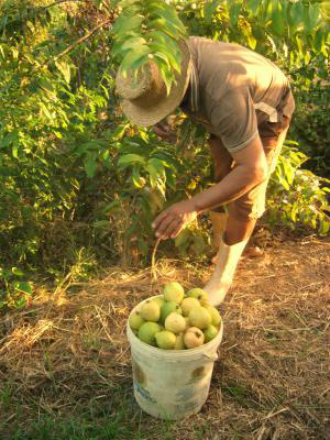 A política também tem o objetivo de reinserir trabalhadores rurais empregados que perderam seus postos de trabalho. (Orgânicos do PIVAS / Creative Commons)