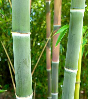 Governo federal aprova política nacional do bambu para erradicar pobreza Governo federal aprova política nacional do bambu para erradicar pobreza