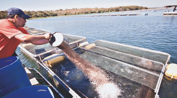 Sai outorga para instalar tanques-rede em MS Foto: Divulgação