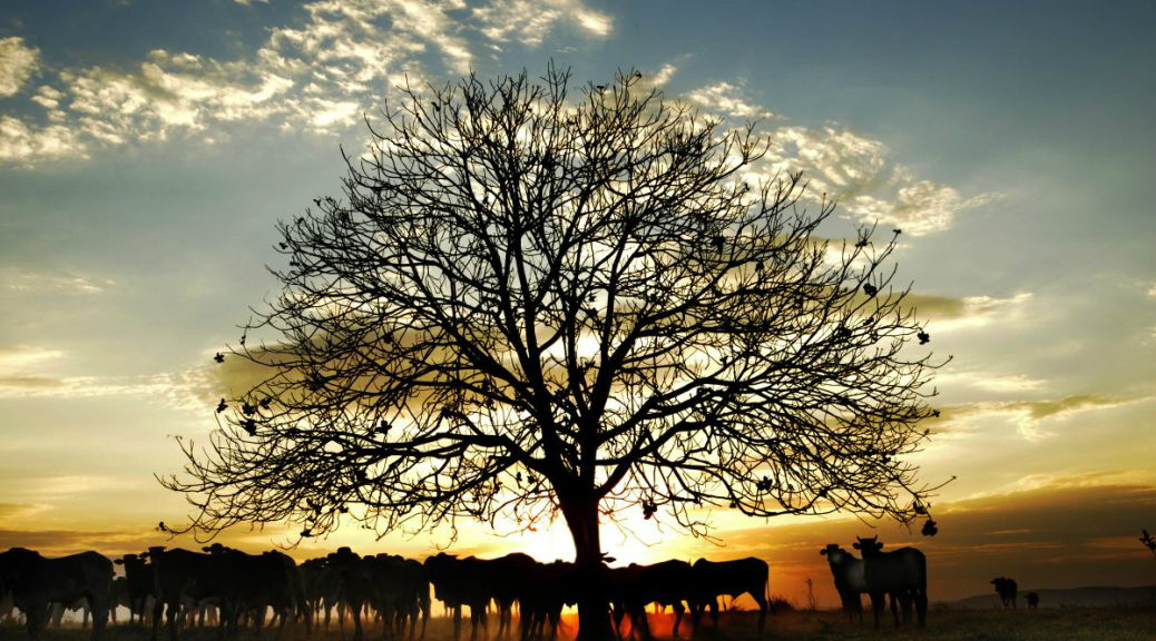 Turismo sul-mato-grossense marca presença na Feira Agropecuária do Pantanal Foto: Bolivar Porto