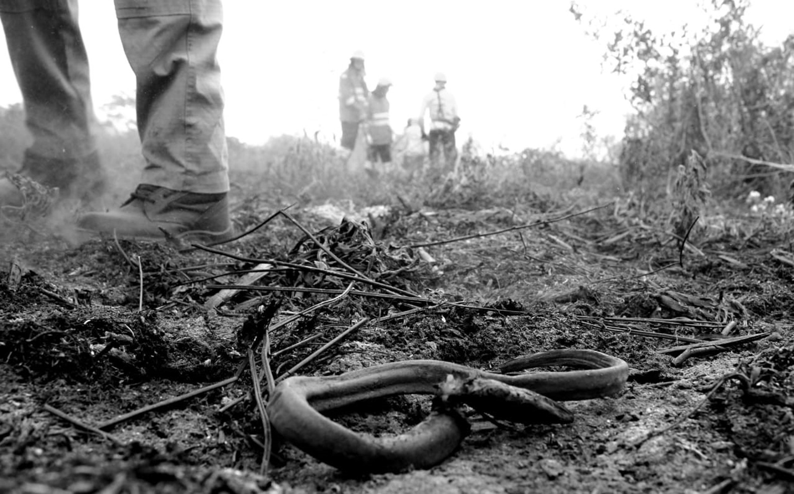 Com apoio do governo federal, MS controla focos de calor no Pantanal e Cerrado Com apoio do governo federal, MS controla focos de calor no Pantanal e Cerrado