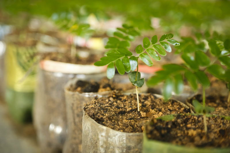 Capital recebe Conferência de Meio Ambiente com participação da Comam