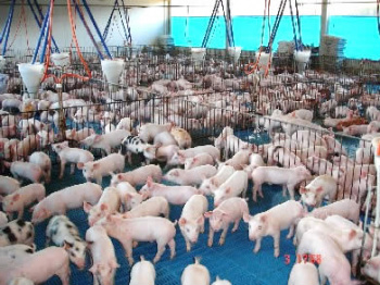 Suinocultura enfrenta crise em Mato Grosso