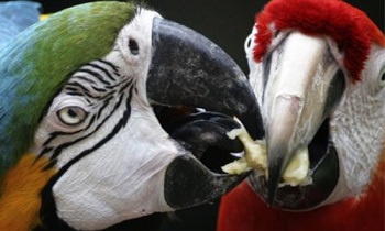 Pousada de Bonito é multada por manter animais silvestres em cativeiro