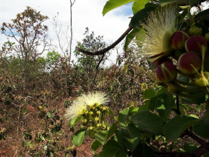 Desmatamento no Cerrado cai 16% em 2010