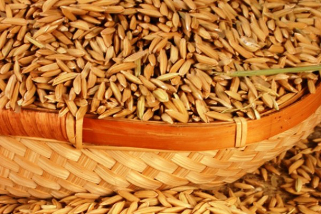 Conab doará arroz para Faixa de Gaza e Cuba Conab doará arroz para Faixa de Gaza e Cuba