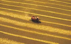 Com exportações travadas na Argentina, Uruguai envia trigo ao Brasil