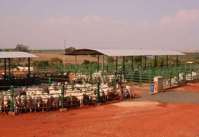 Estudo mostra que alimentar bovinos com cana-de-açúcar faz animais ganharem peso Estudo mostra que alimentar bovinos com cana-de-açúcar faz animais ganharem peso