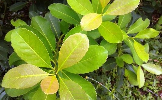 Uso de adubação para aumento da produtividade da erva-mate Foto: Divulgação