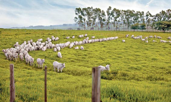 Geller destaca importância da inovação tecnológica no campo