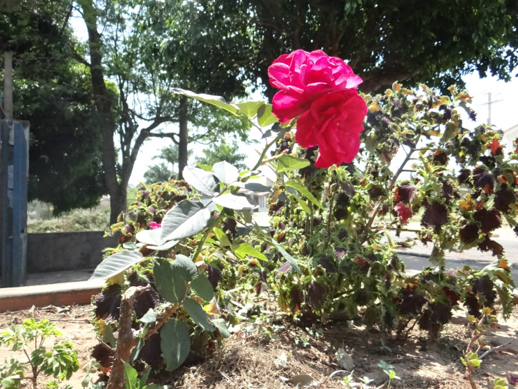 Início da Primavera