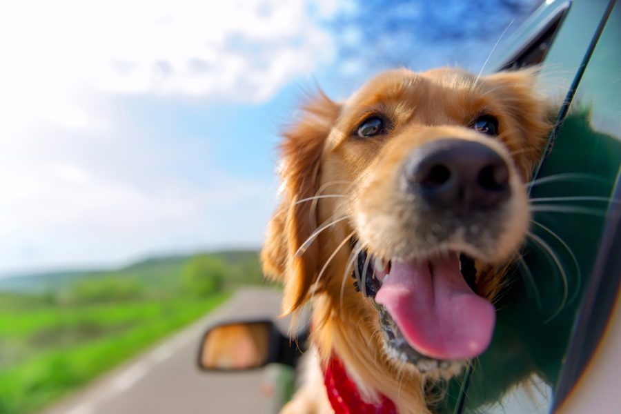 5 dicas para viajar com seu pet sem estresse