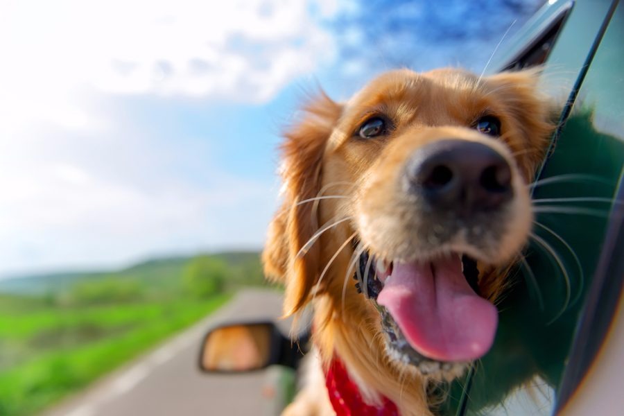 5 dicas para viajar com seu pet sem estresse 5 dicas para viajar com seu pet sem estresse