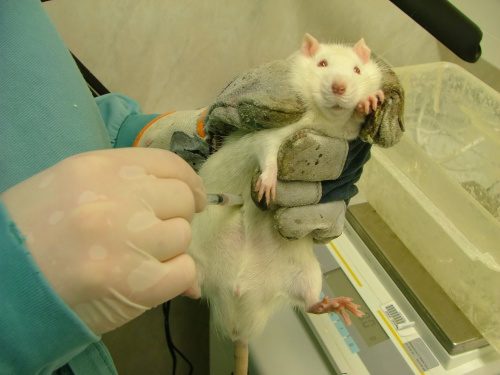 País terá norma para alternativa à experimentação animal
