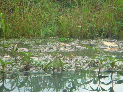 Coletiva às 16h no Imasul apresentará o laudo da morte de peixes no Rio Negro