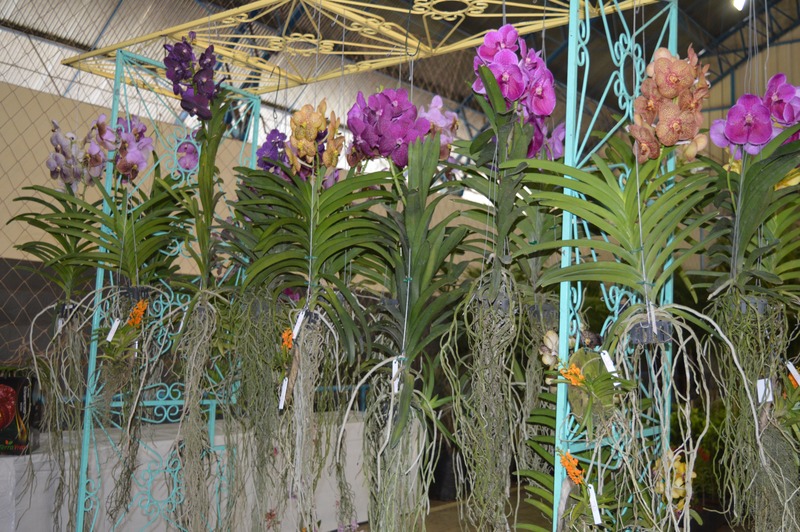 9ª Feira das Flores traz mais de 170 espécies de flores e árvores frutíferas Orquídeas colorem o ambiente da feira, prestigie! Foto: Moreira Produções
