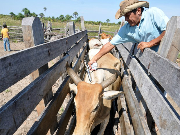 Campanha de vacinação contra febre aftosa em MS será lançada na terça-feira (1º) O Estado mantém há oito anos o status de zona livre de febre aftosa com vacinação, sem nenhum incidente registradoFoto: Divulgação