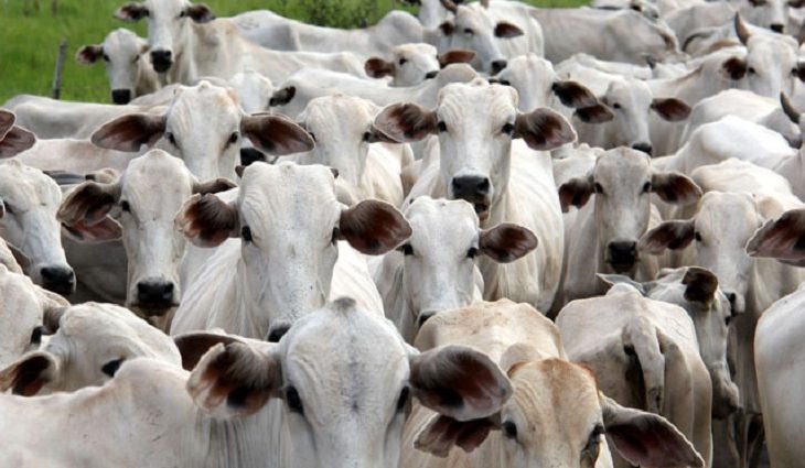 Com Precoce MS, produtor rural melhora nutrição animal e valoriza produção Foto: Chico Ribeiro