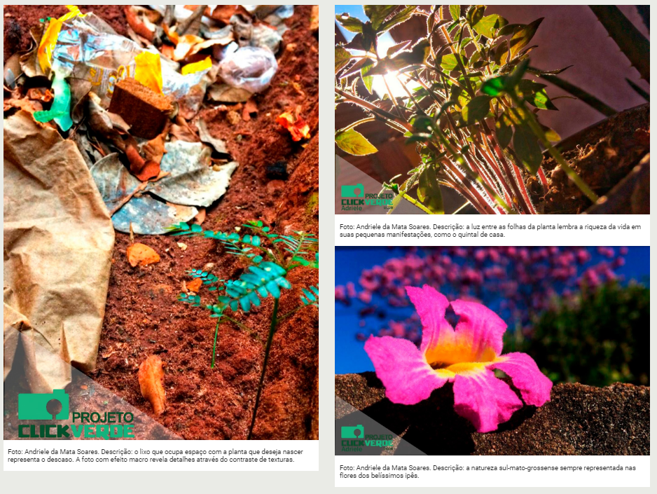 Exposição fotográfica virtual com imagens capturadas por alunos da Escola Estadual Joaquim Murtinho. 