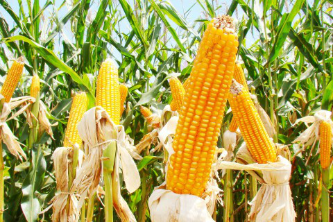 Foto: Assessoria de Imprensa Sistema Famasul